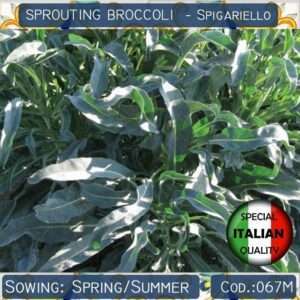 Broccoli Germogliati Semi di Spigariello