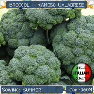 Semi Germogliati Broccoli Ramoso Calabrese