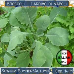Semi di Broccoli Tardivo di Napoli