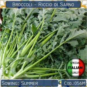 Semi di Broccoli Germogliati Riccio di Sarno