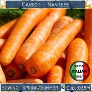 Semi di carota Nantes