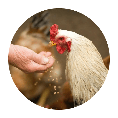 Letame di pollo come fertilizzante organico