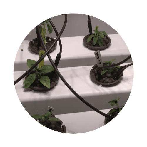 Come coltivare il basilico in idroponica