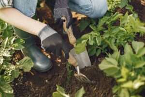 Qual è lo strumento più essenziale del giardinaggio?
