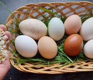 Gusci d'uovo schiacciati biologici - uova allevate all'aperto