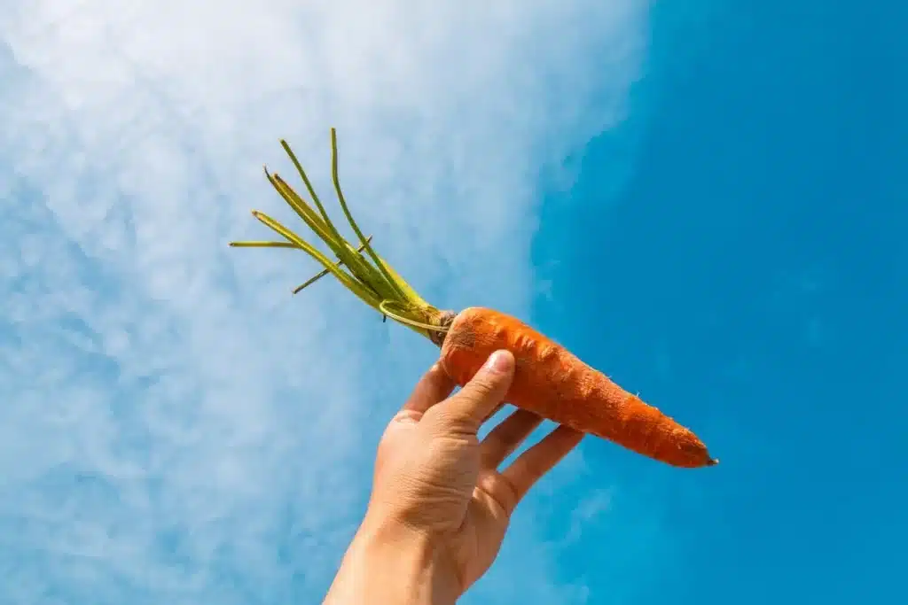 Come coltivare le carote
