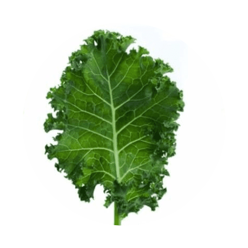 Come coltivare il kale in idroponica