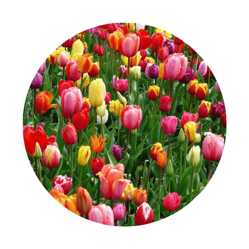 fiori tulips fiori semi
