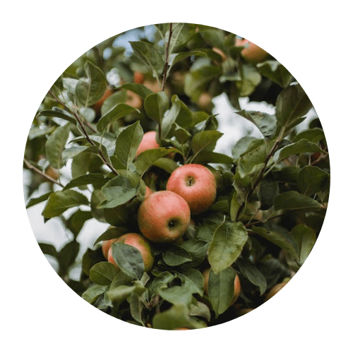 Come coltivare le mele