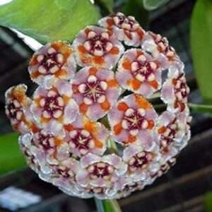 Hoya Daisy - Fiore di porcellana