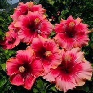 Semi di Ibisco Rosa Marshmallow - Aggiungi un tocco tropicale al tuo giardino!