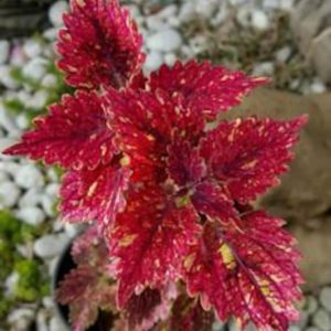 Semi di Coleus Rosso: Pianta facile da curare e veloce nella crescita. Un'aggiunta straordinaria per il tuo giardino. Colore brillante, cura semplice.