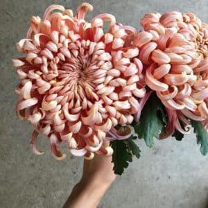 Semi di Crisantemo Grande Rosato